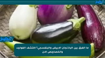 ما الفرق بين الباذنجان الأبيض والبنفسجي؟ اكتشف الفوائد والخصائص الآن